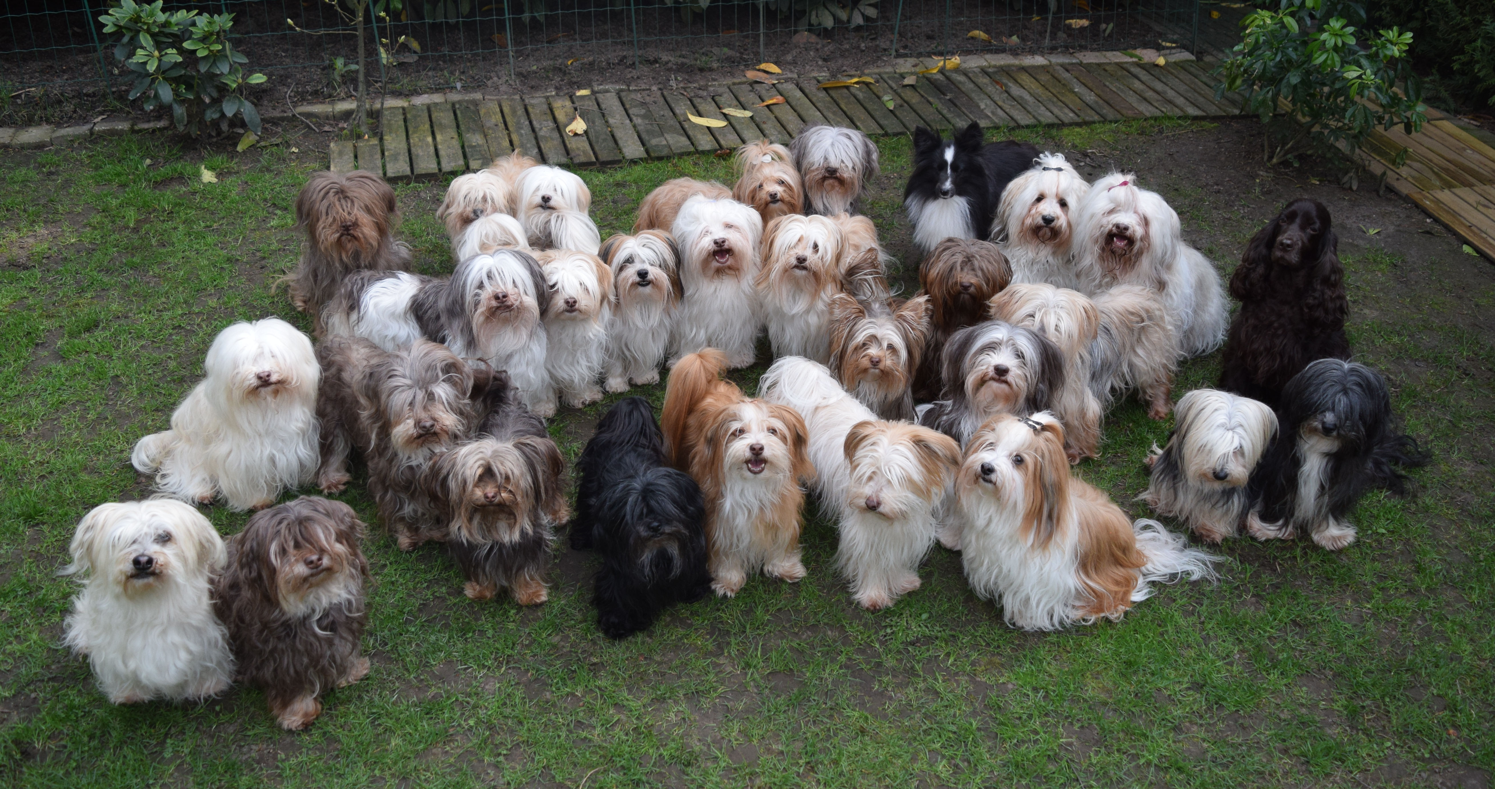 Havanese - Alles over de Havanezer & puppy's